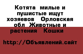 Котята  милые и пушистые ищут хозяевов - Орловская обл. Животные и растения » Кошки   